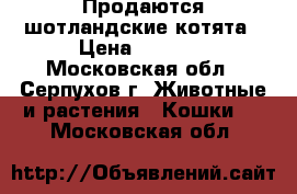 Продаются шотландские котята › Цена ­ 6 000 - Московская обл., Серпухов г. Животные и растения » Кошки   . Московская обл.
